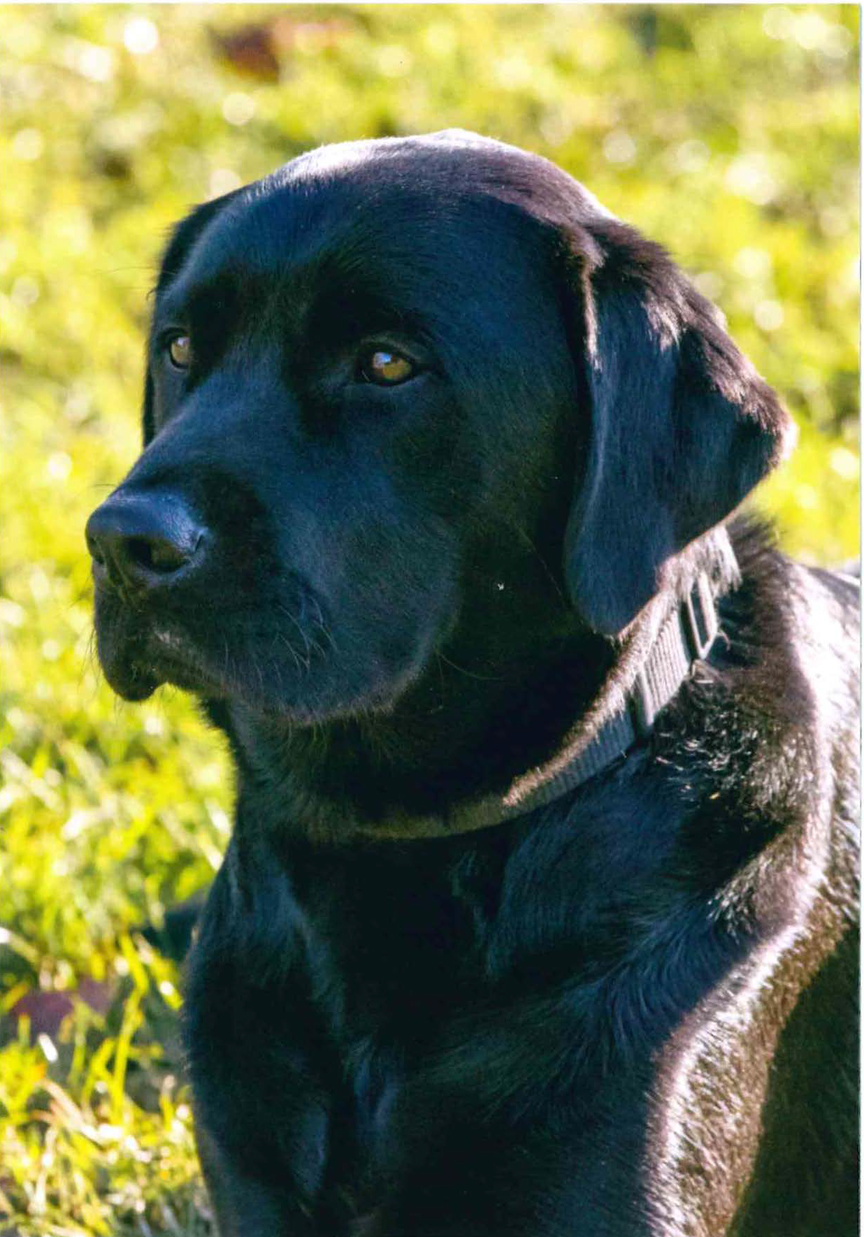 Eddie the Guide Dog