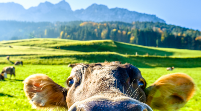 closeup image of a cow's face and the field and forest visible behind