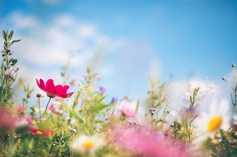 photo of flowers in a field